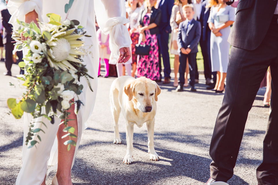 Pes na svatbě?